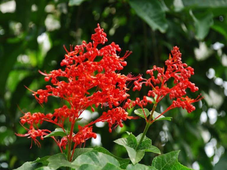 Clerodendrum japonicum